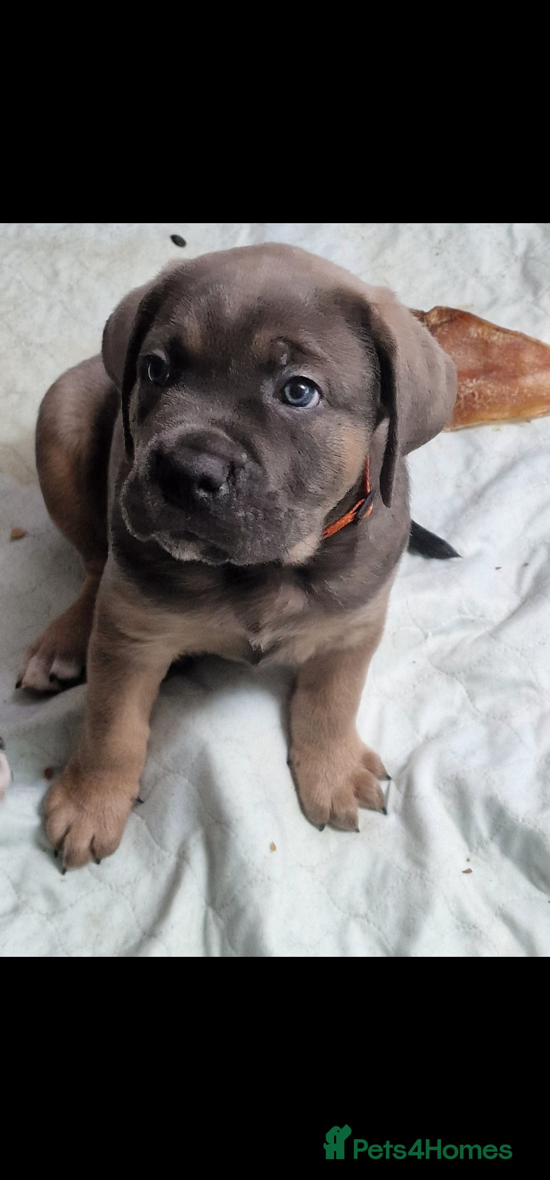 Cane Corso dogs for sale: Excellent Formentino Corso male puppies for sale.  - Image 3