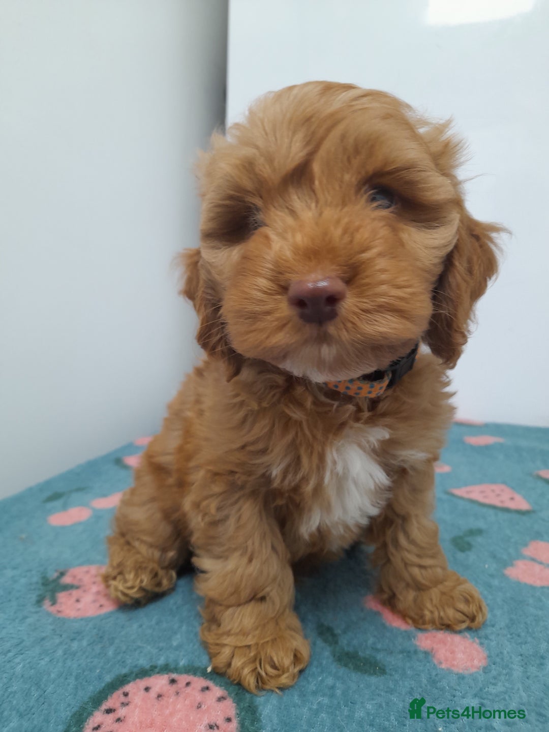Cockapoo dogs for sale: Beautiful cockapoo puppies ready now - Advert 23