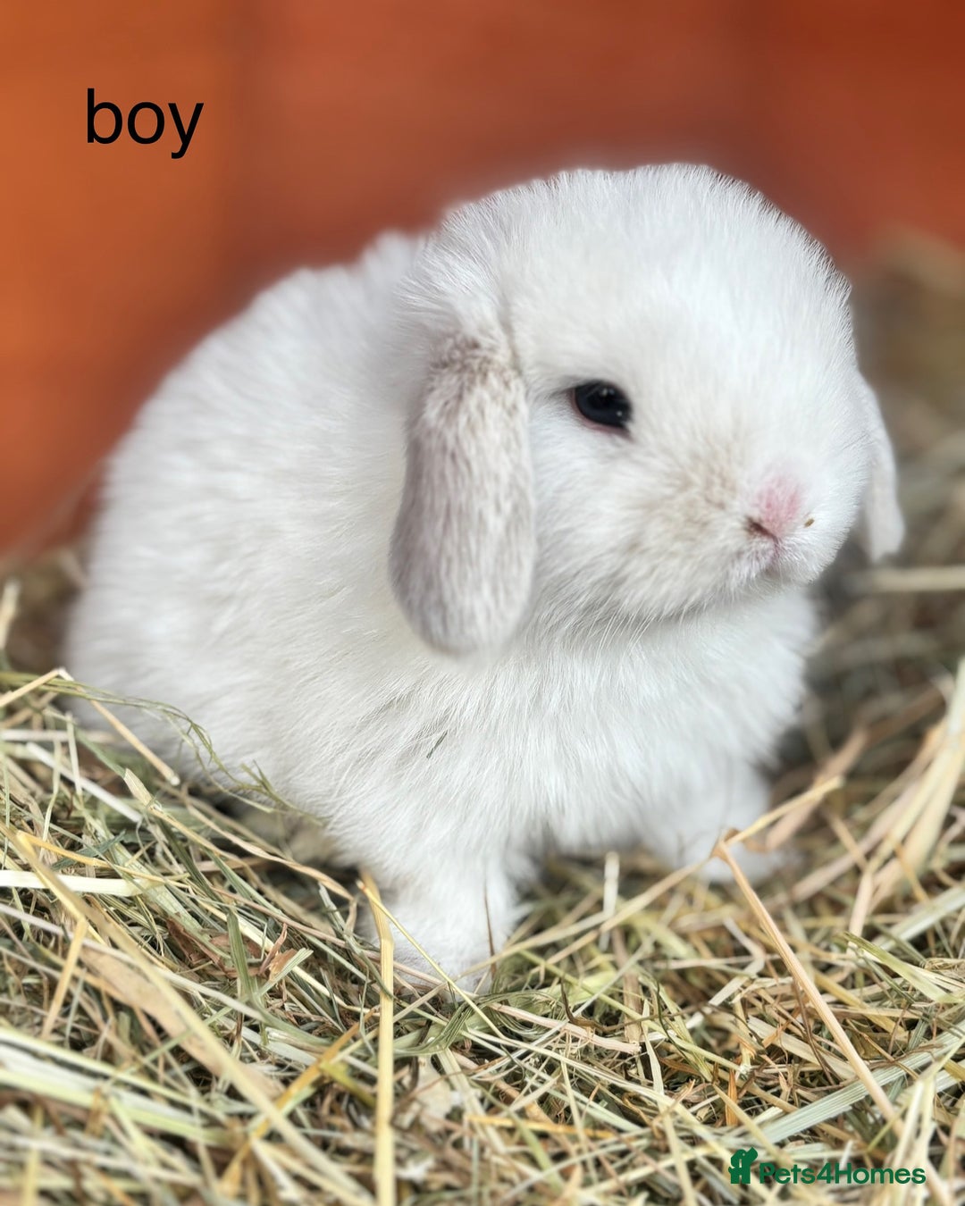 Mini Lop rabbits for sale: Mini lop rabbits  - Image 8
