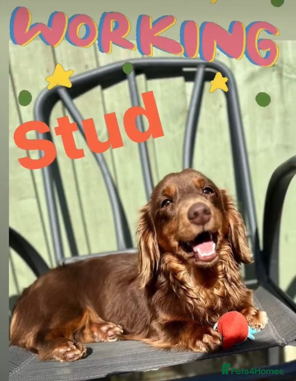 Miniature Dachshund dogs SLINKY (stud) please read below - Advert 13