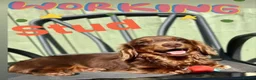 Miniature Dachshund dogs for stud: SLINKY (stud) please read below - Advert 1