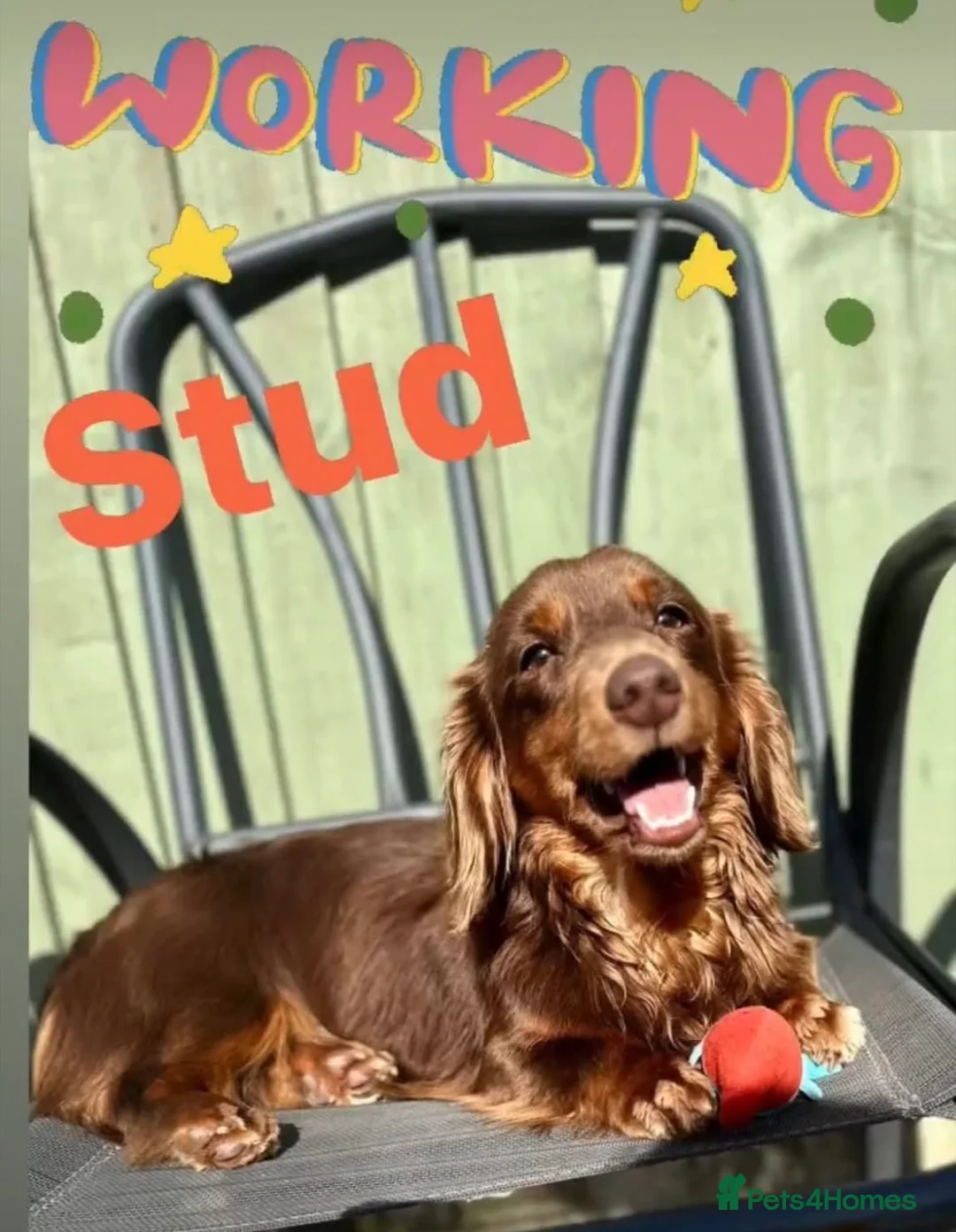 Miniature Dachshund dogs for stud: SLINKY (stud) please read below - Advert 1