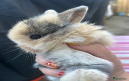 Mini Lion Lop rabbits for sale: 4x mini lop bunnies  - Image 14