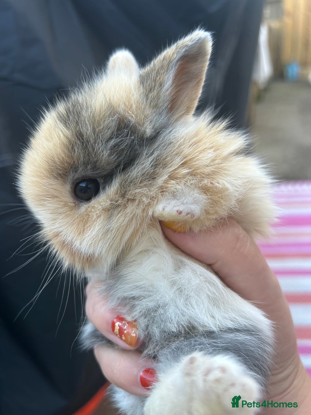 Mini Lion Lop rabbits for sale: 4x mini lop bunnies  - Image 14
