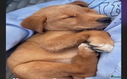 Goldador dogs for sale: Stunning Retriever cross Labrador puppy  - Image 5