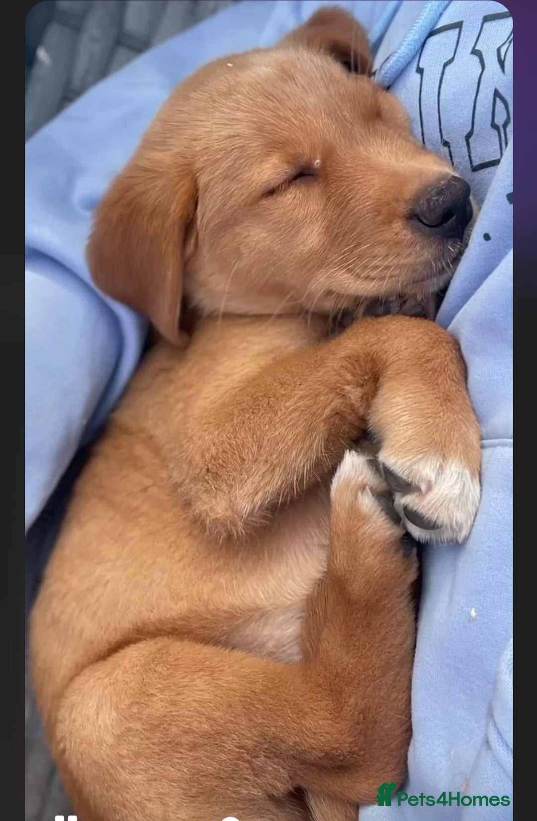 Goldador dogs for sale: Stunning Retriever cross Labrador puppy  - Image 5