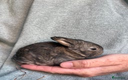 Mini Lion Lop rabbits for sale: Mini lop x Lionhead  - Image 5