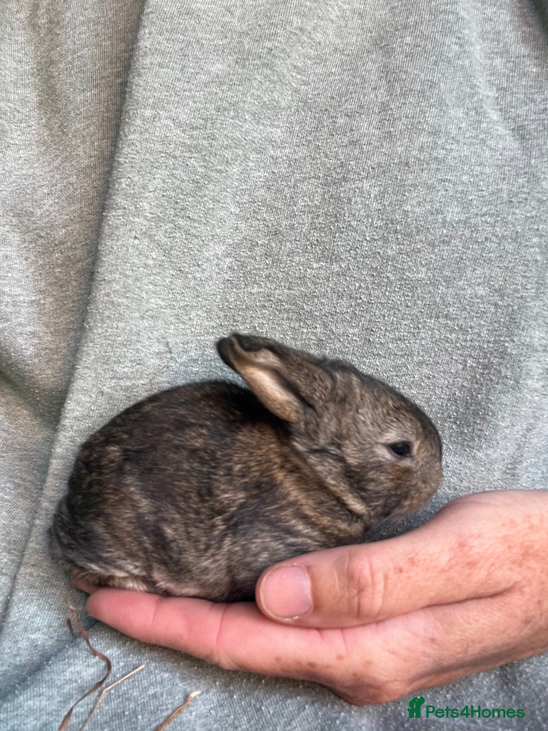 Mini Lion Lop rabbits for sale: Mini lop x Lionhead  - Image 5