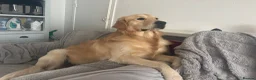 Golden Retriever dogs for stud: Golden retriever for stud all healthy  - Advert 8