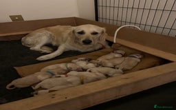 Golden Retriever dogs for sale: Beautiful pedigree Golden Retriever puppies  - Image 11