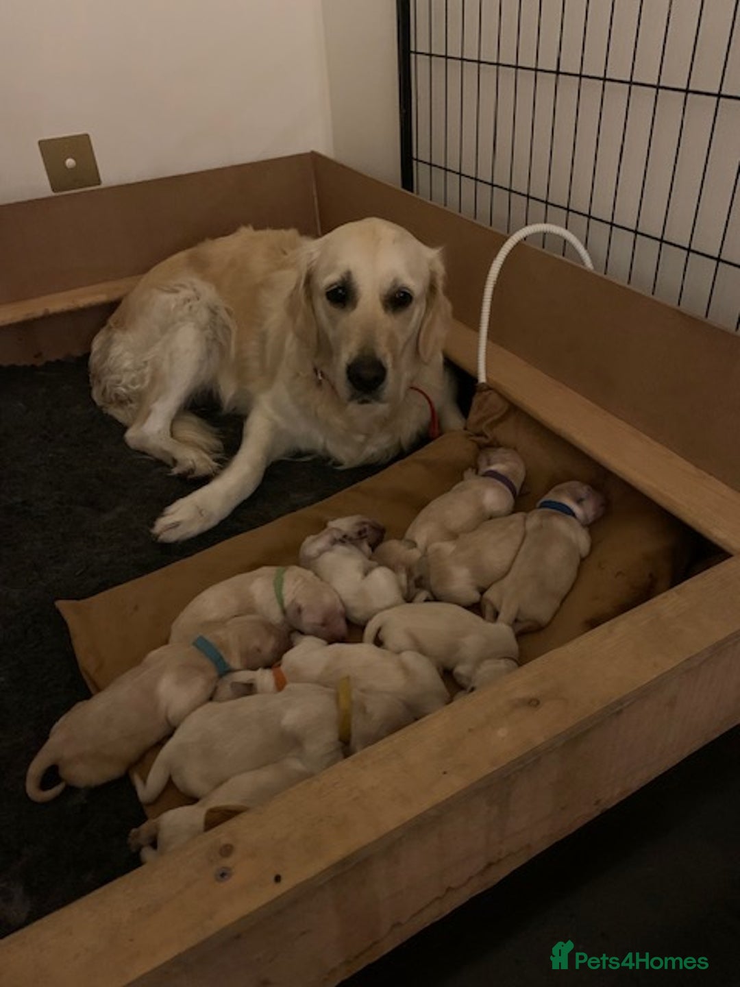 Golden Retriever dogs for sale: Beautiful pedigree Golden Retriever puppies  - Image 11