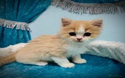 Turkish Angora cats for sale: Angora cross Persian kittens 🐱  - Image 11