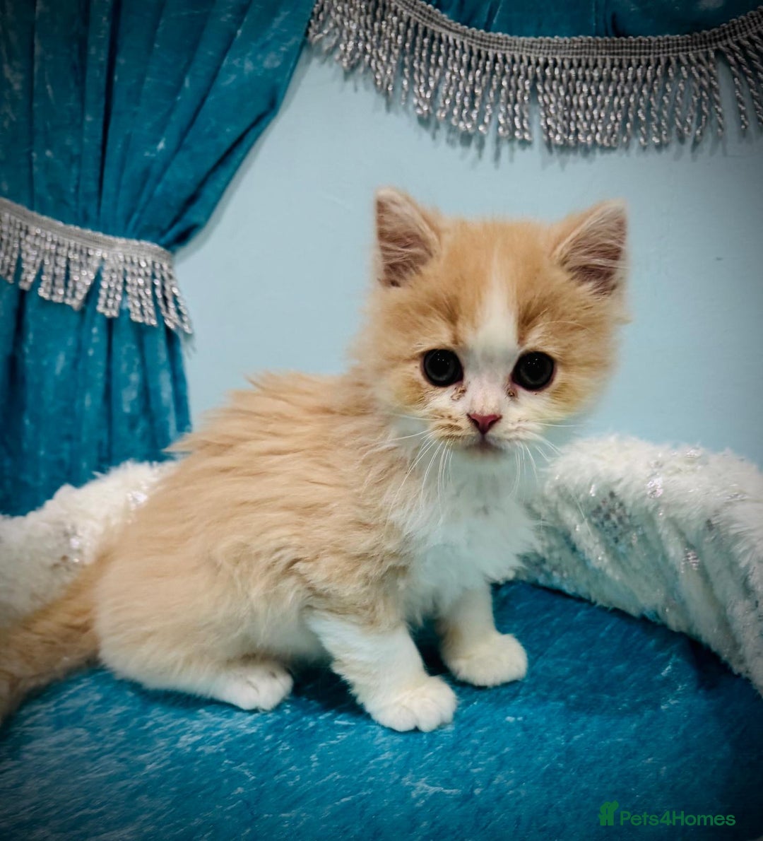 Turkish Angora cats for sale: Angora cross Persian kittens 🐱  - Image 11