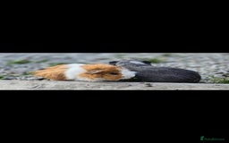 Guinea Pig rodents for sale: 2 male gpigs - Image 3