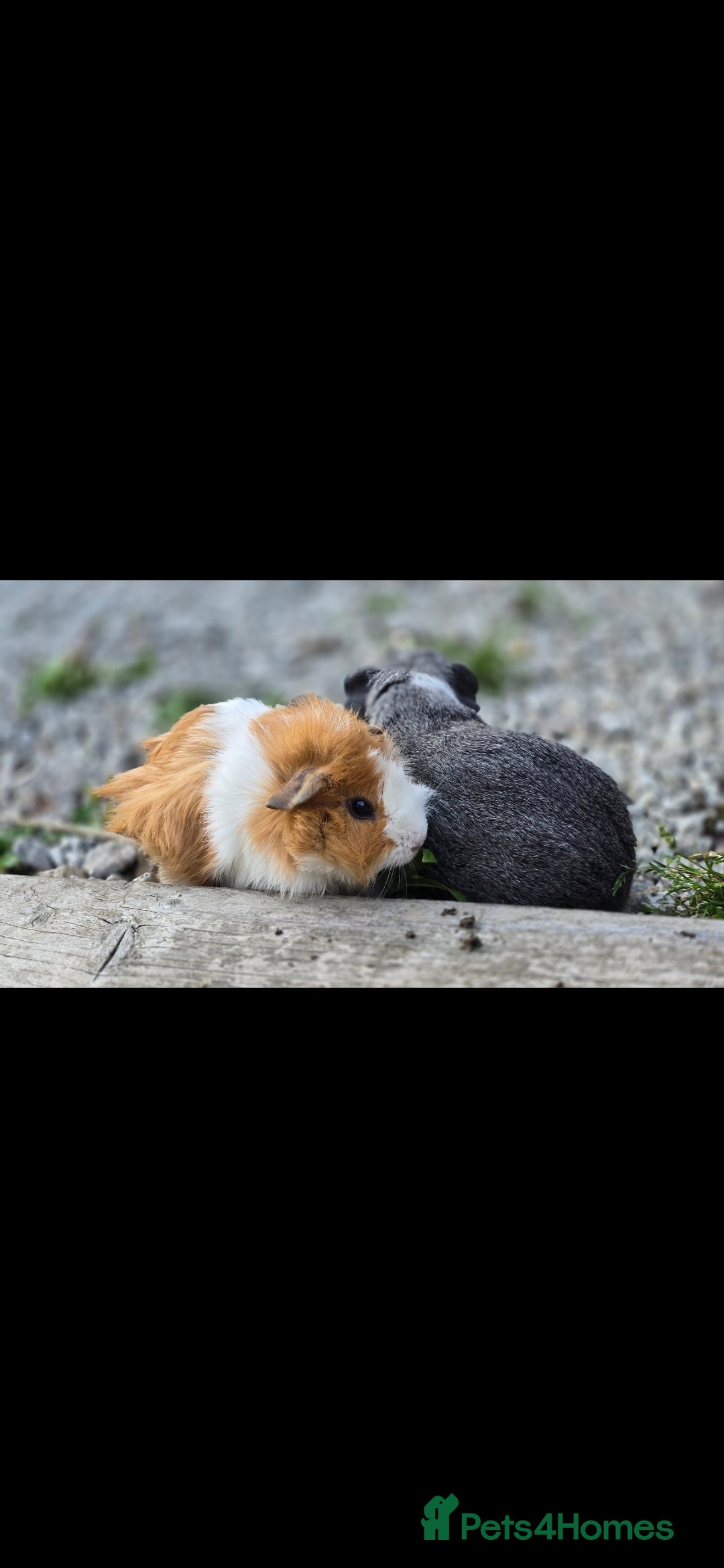 Guinea Pig rodents for sale: 2 male gpigs - Image 3