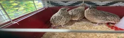 Mixed Breed birds for sale: Jumbo quail in Birmingham - Advert 8