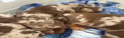 Miniature Dachshund dogs for sale: Mini dashund puppies  in Basingstoke - Advert 7