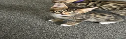 Bengal cats for sale: Bengal X - Advert 4