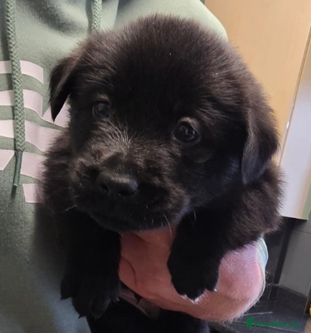 Mixed Breed dogs for sale: German sheprador - Image 5