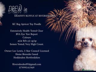 Toy Poodle dogs KC REG HEALTH TESTED POODLE STUD in Hoddesdon - Advert 2