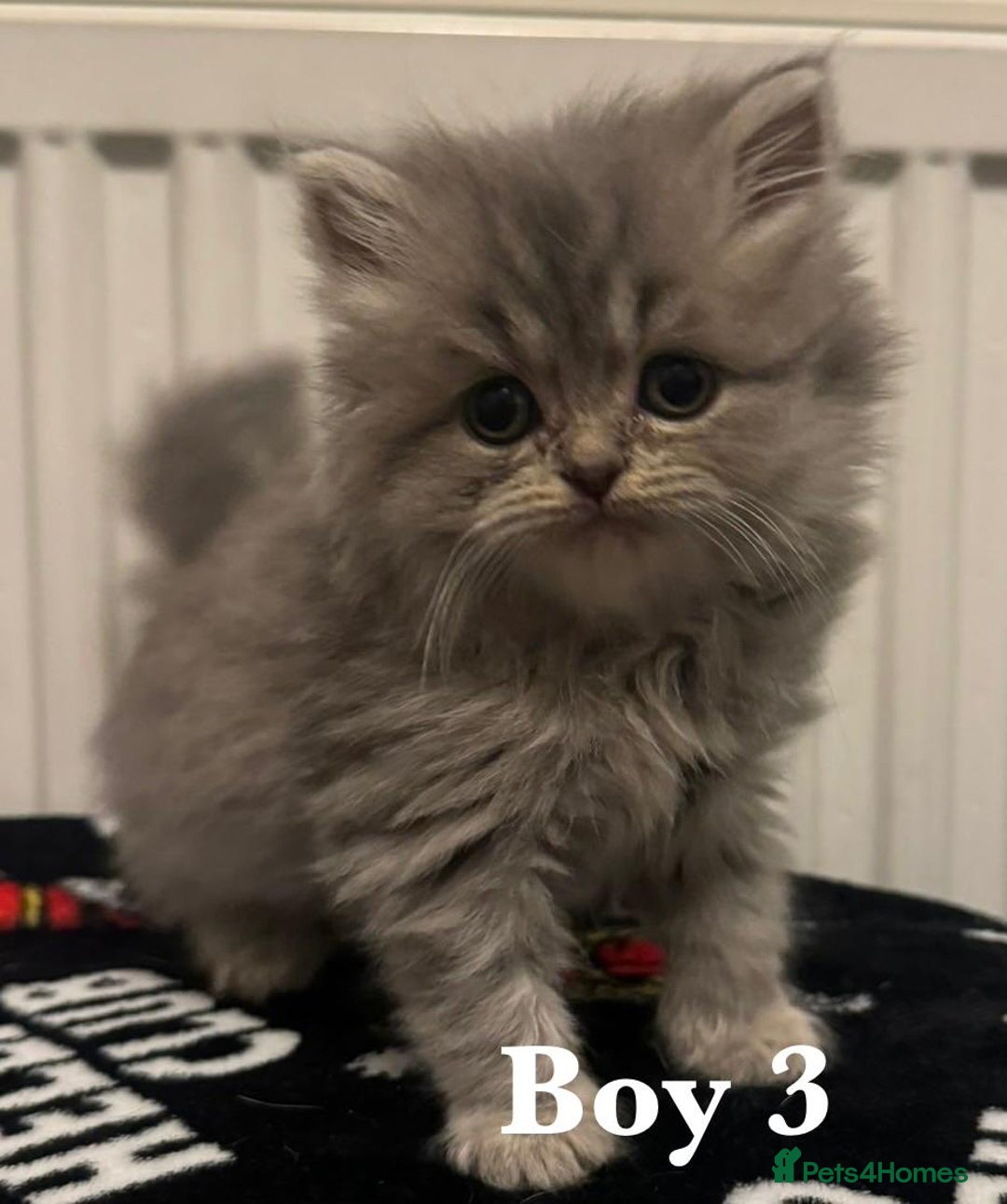 British Shorthair cats for sale: British shorthair X Persian kittens for sale ready - Advert 14