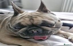 French Bulldog dogs for sale: Frank&fred - Image 4