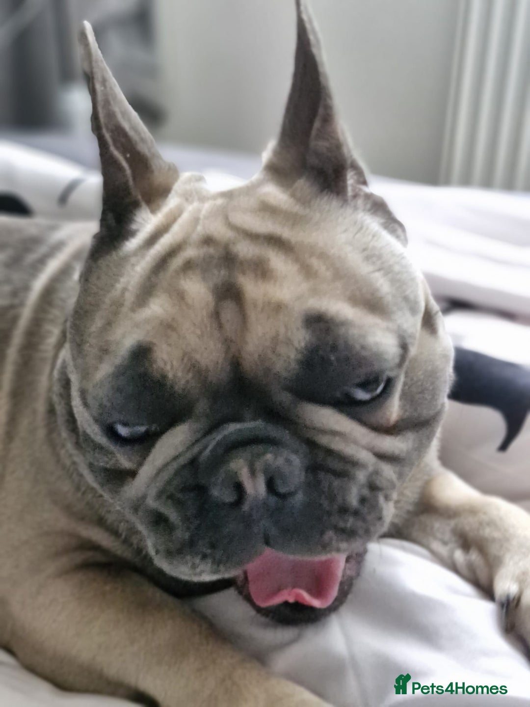 French Bulldog dogs for sale: Frank&fred - Image 4