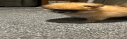 Pomeranian dogs for sale: Beautiful Pomeranian puppies - Advert 16
