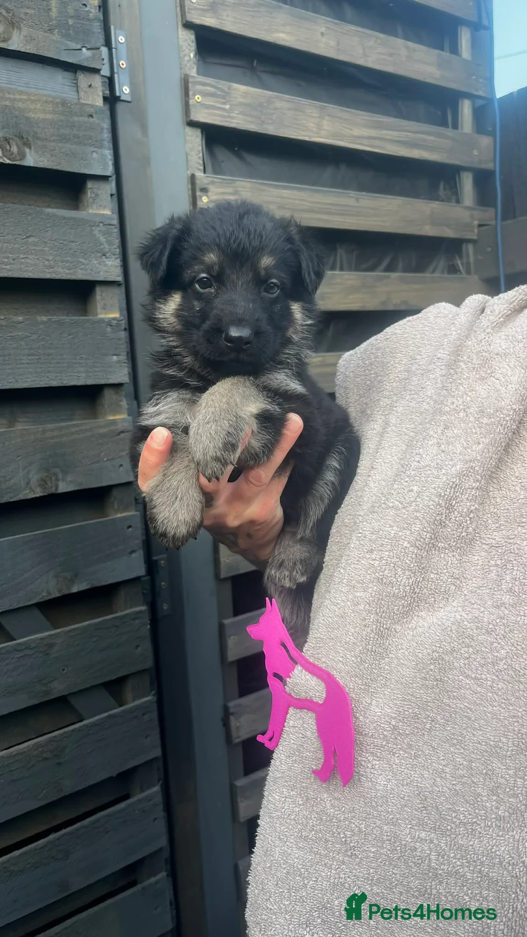 German Shepherd dogs for sale: Amazing  litter  in Chelmsford - Advert 9