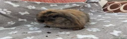 Mini Lop rabbits for sale: Mini lop rabbits  in Yeovil - Advert 4
