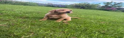 Labrador Retriever dogs for sale: KC LABRADOR PUPPIES - Advert 6