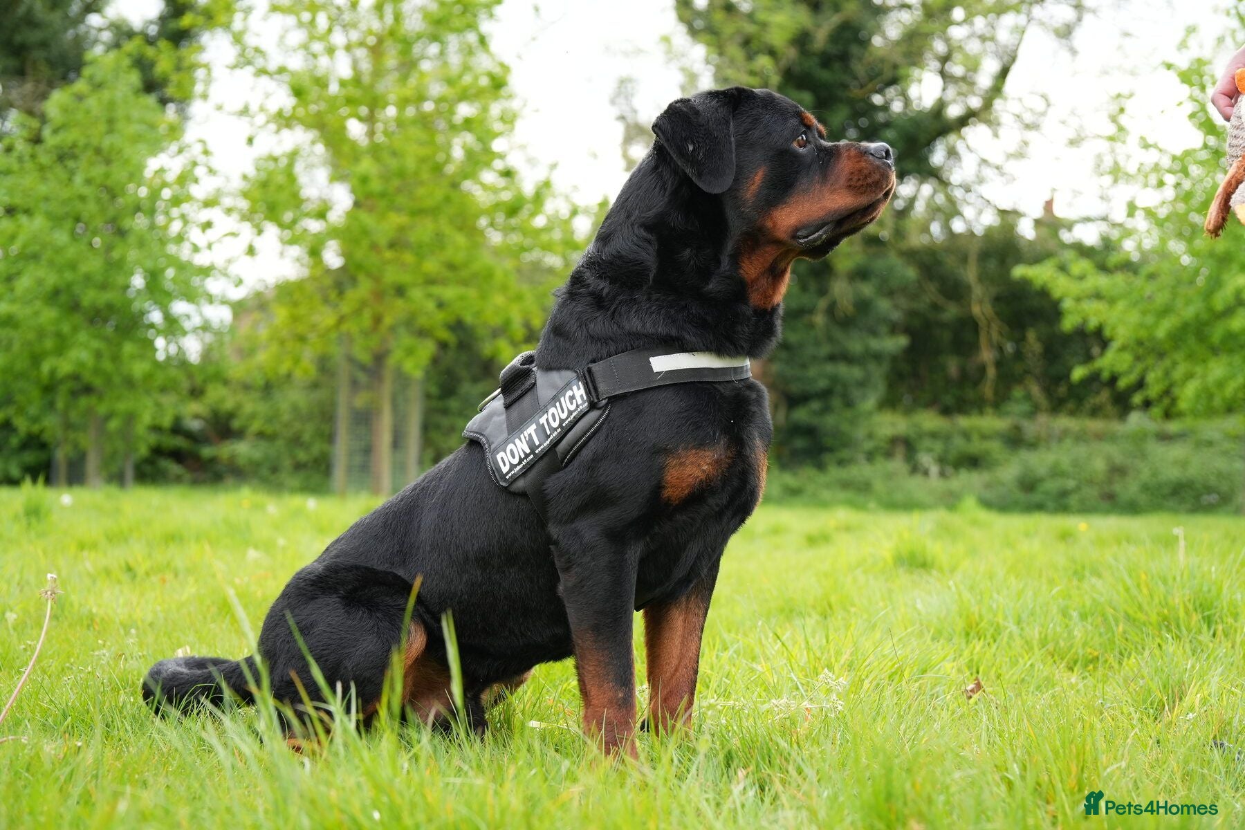 Rottweiler dogs 🐶PREMIUM ROTTWEILERS. ADRK GERMAN BLOODLINES 🇩🇪 - Advert 2