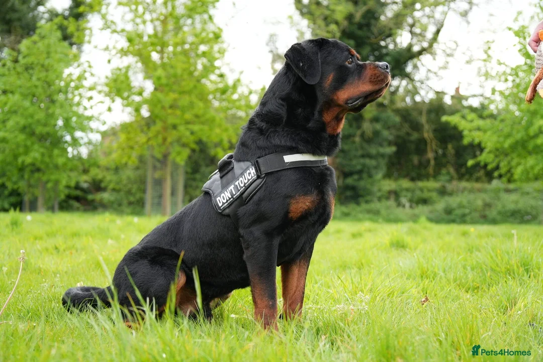Rottweiler dogs for sale: 🐶PREMIUM ROTTWEILERS. ADRK GERMAN BLOODLINES 🇩🇪 - Advert 2