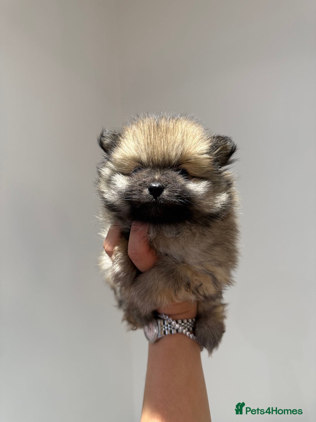 Pomeranian dogs for sale: Teddy Bear Pomerians  - Advert 4