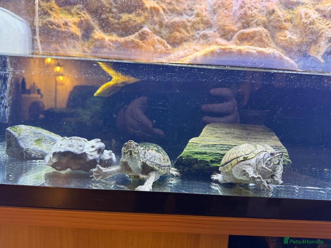 Turtle reptiles for sale: Full Turtle setup - Reptile One Turtle Pro 90 - Image 5
