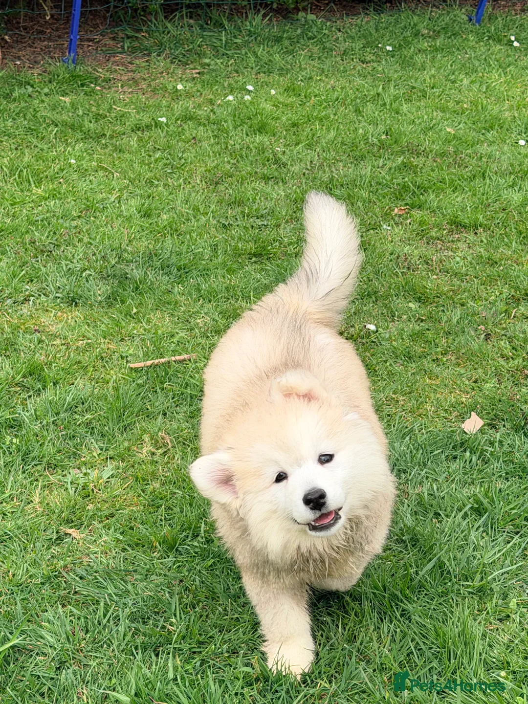 Pomsky dogs for sale: F3 Pomsky puppies  - Advert 2