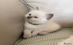 Ragdoll cats for sale: GCCF Ragdoll Kittens - Image 16