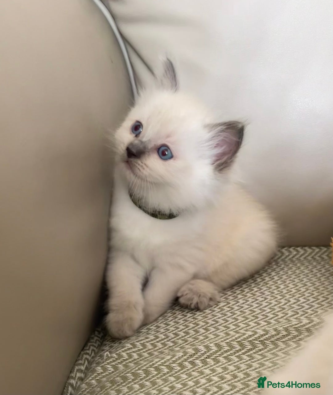 Ragdoll cats for sale: GCCF Ragdoll Kittens - Image 16