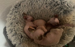 Sphynx cats for sale: Sphynx kittens  - Advert 4