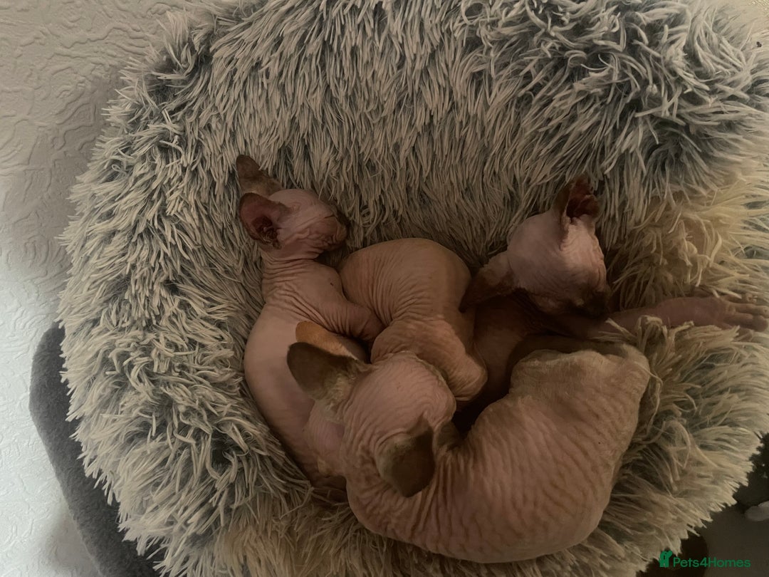 Sphynx cats for sale: Sphynx kittens  - Advert 4