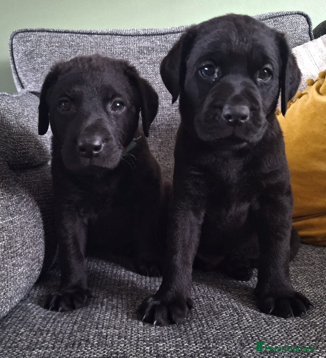 Labrador Retriever dogs for sale: Working Black Labrador Puppies for Sale in Leicester - Image 1