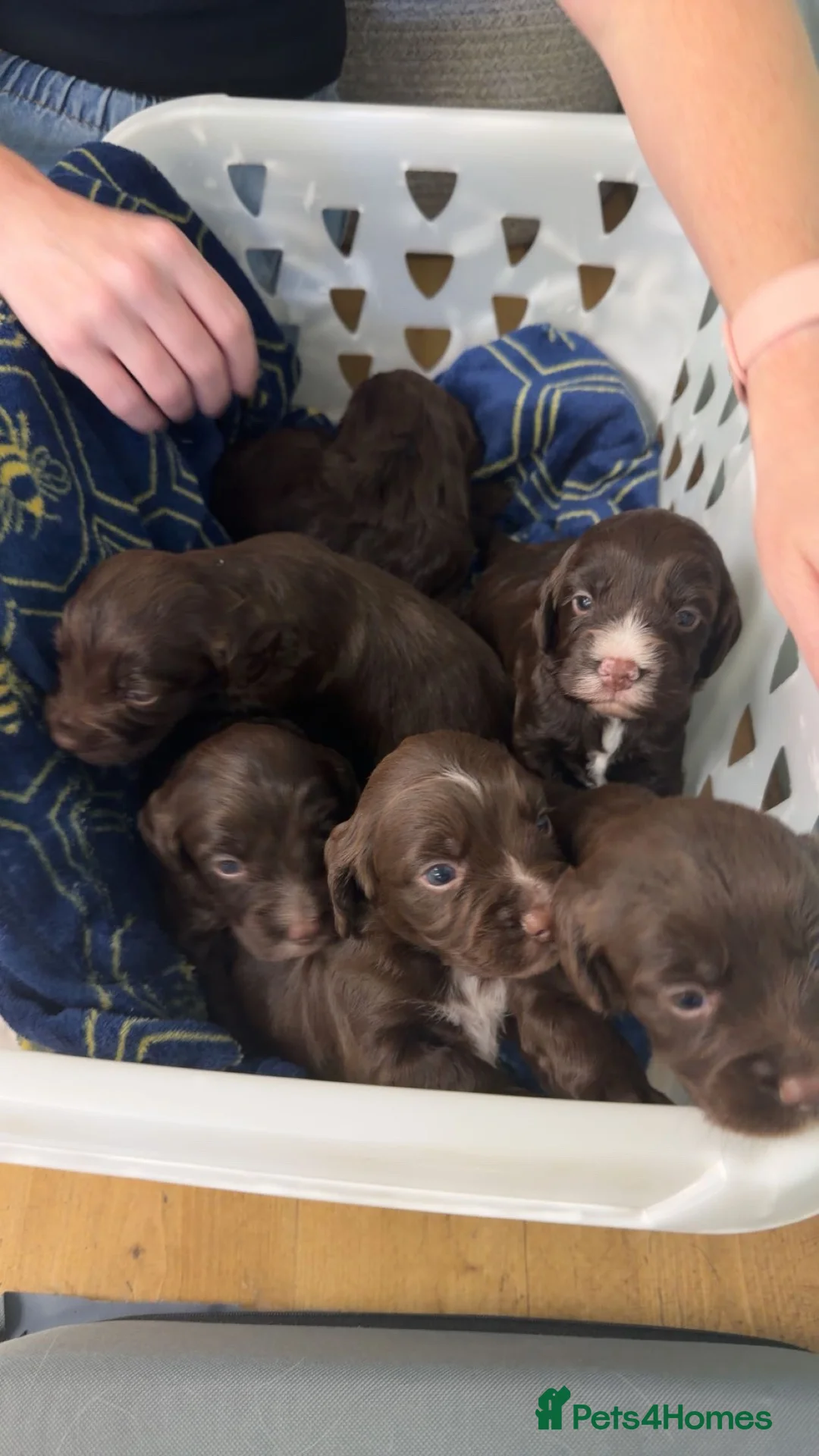 Mixed Breed dogs for sale: Sprockerpoo puppies in Callington - Advert 1