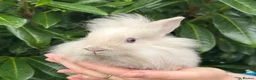 Lionhead rabbits for sale: Last Lionhead Baby - Advert 4