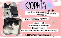 Domestic Shorthair cats for sale: Kittens and cats for adoption.  - Image 16