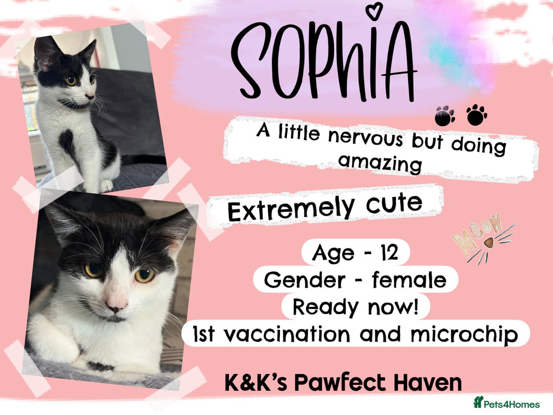 Domestic Shorthair cats for sale: Kittens and cats for adoption.  - Image 16