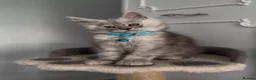 Maine Coon cats for sale: Stunning TICA MaineCoon Kittens 🩵 - Advert 6