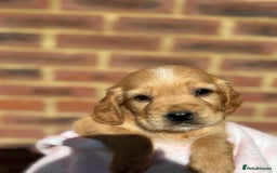 Cocker Spaniel dogs for sale: 🩷Rosie’s Stunning Puppies 🩷 - Image 15