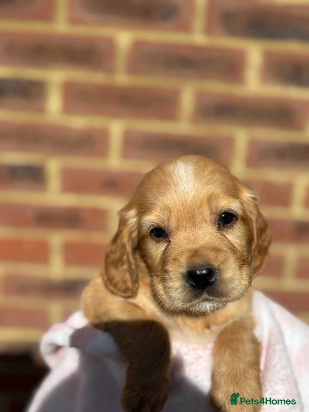 Cocker Spaniel dogs for sale: 🩷Rosie’s Stunning Puppies 🩷 - Image 15