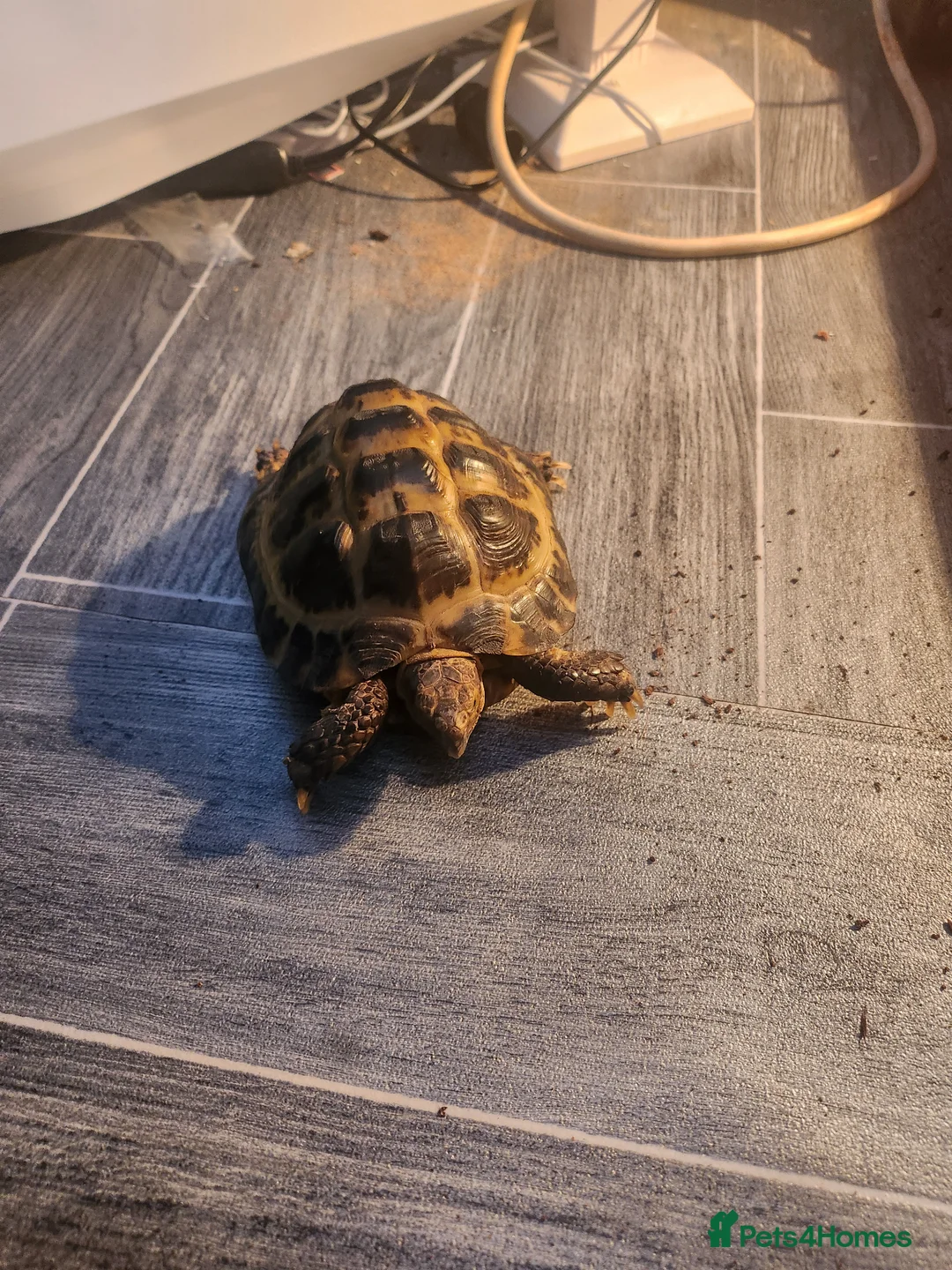 Hermann Tortoise reptiles for sale: Horsefield tortoise  in Birmingham - Advert 1