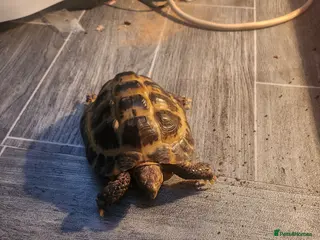 Hermann Tortoise reptiles Horsefield tortoise - Advert 5